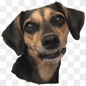 Companion Dog, HD Png Download - linhas png