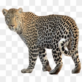 Leopards Transparent Background, HD Png Download - balloon animals png