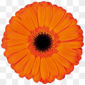 Transvaal Daisy, HD Png Download - applause png