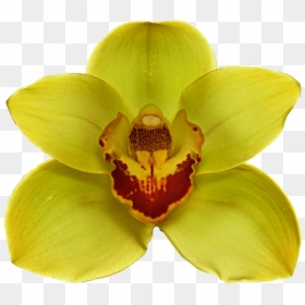 Orquidea Png, Transparent Png - orquideas png