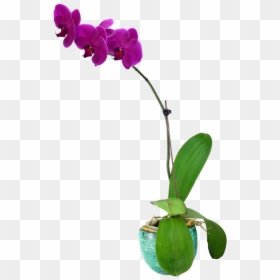Moth Orchid, HD Png Download - orquideas png