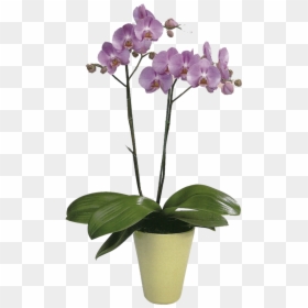 Cattlianthe Jewel Box, HD Png Download - orquideas png