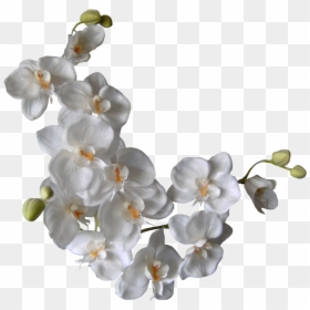White Orchid Transparent Background, HD Png Download - orquideas png