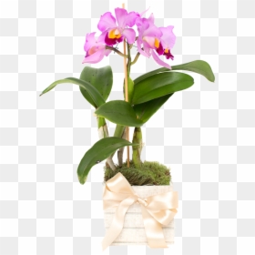 Cattlianthe Jewel Box, HD Png Download - orquideas png