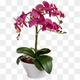 Planta De Orquidea, HD Png Download - orquideas png