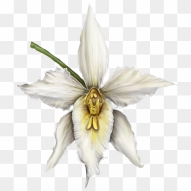 Orquideas Blancas Png, Transparent Png - orquideas png