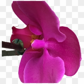 Orquideas Png, Transparent Png - orquideas png