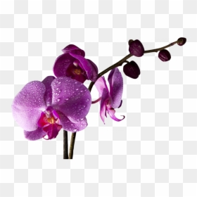 Flores De Orquideas Png, Transparent Png - orquideas png