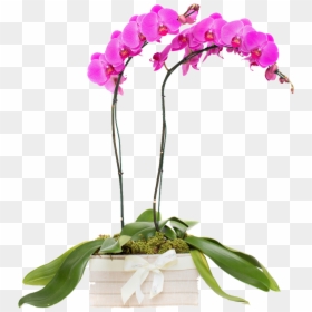 Moth Orchid, HD Png Download - orquideas png