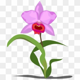 Cattleya Orchid Clipart, HD Png Download - orquideas png