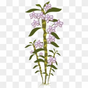 Acianthera Pectinata, HD Png Download - orquideas png