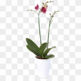 Bumblebee Orchid, HD Png Download - orquideas png