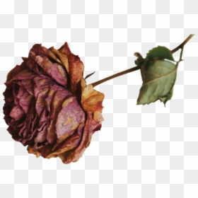 Transparent Dried Rose Png, Png Download - dead flower png