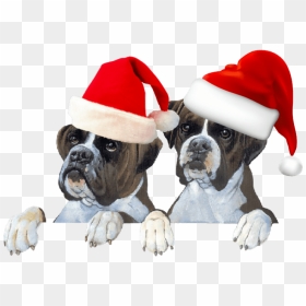 Nos Amis Les Chiens, HD Png Download - gorro navideño png