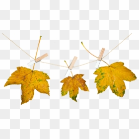 Hojas Otoño Png, Transparent Png - nature background png