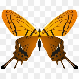 Butterfly, HD Png Download - buterfly png