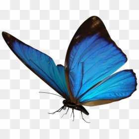 Butterfly Image For Picsart, HD Png Download - buterfly png