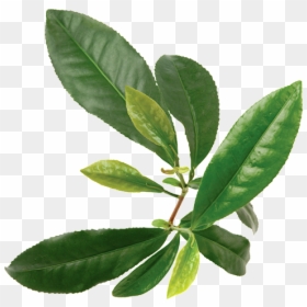 Green Tea Plant, HD Png Download - tea tree png