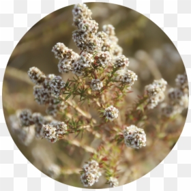 Alyssum, HD Png Download - tea tree png