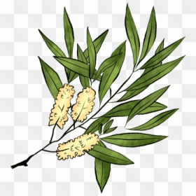Illustration, HD Png Download - tea tree png