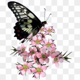 Butterfly Of A Flower Tree, HD Png Download - tea tree png