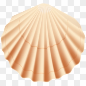 Transparent Background Seashells Clipart Png, Png Download - scallop png