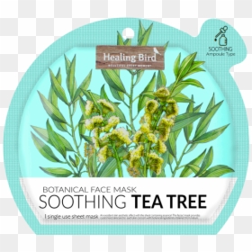 Herbal, HD Png Download - tea tree png