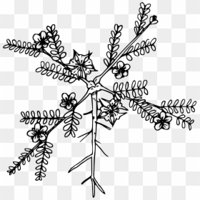 Puncturevine Drawing, HD Png Download - black vine png