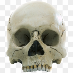Skull Png, Transparent Png - skull pile png