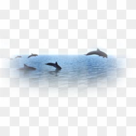 Common Bottlenose Dolphin, HD Png Download - dolphin png