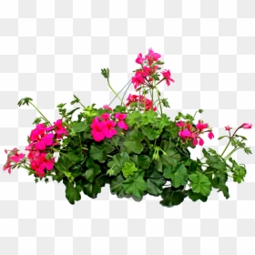 Bugambilias Png, Transparent Png - flores png