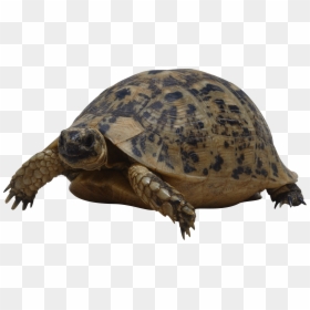 Turtle Png, Transparent Png - turtle png