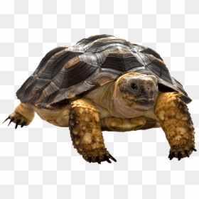 Черепаха Png, Transparent Png - turtle png