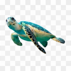 Green Sea Turtles Transparent, HD Png Download - turtle png