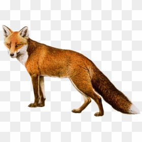 Fox Png, Transparent Png - fox png
