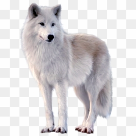 Canadian Eskimo Dog Wolves, HD Png Download - fox png