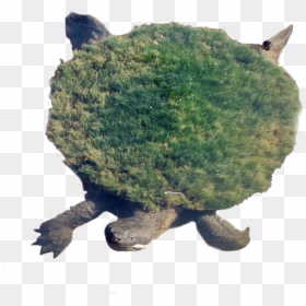 Moss Growing On Turtle, HD Png Download - turtle png