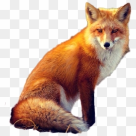 Red Fox, HD Png Download - fox png