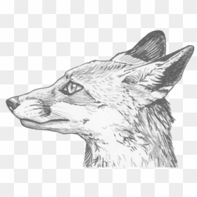 Pencil Line Drawing Of Fox, HD Png Download - fox png