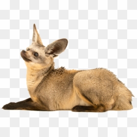 Swift Fox, HD Png Download - fox png
