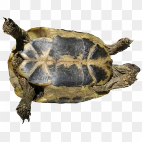 Chelonoidis, HD Png Download - turtle png