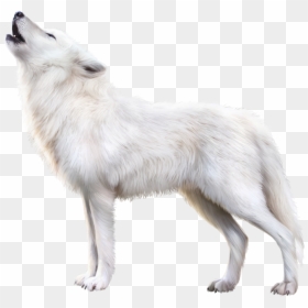 Canis Lupus Tundrarum, HD Png Download - fox png