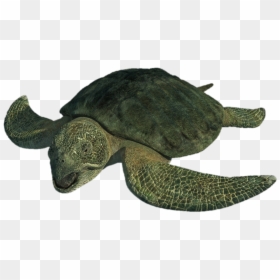 Sea Monsters A Prehistoric Adventure Sea Turtle, HD Png Download - turtle png