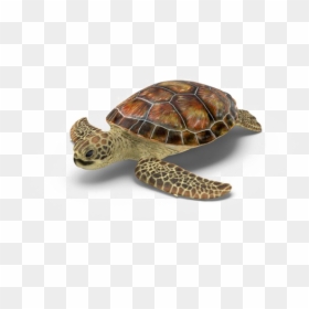Hawksbill Sea Turtle, HD Png Download - turtle png