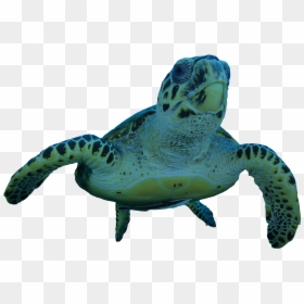Hawksbill Sea Turtle, HD Png Download - turtle png