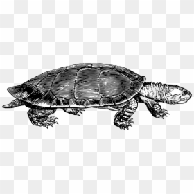 Yellow Spotted River Turtle Drawing, HD Png Download - turtle png