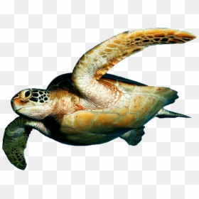 Sea Turtle On Transparent Background, HD Png Download - turtle png