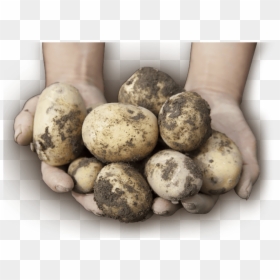 遺伝子 組み換え ジャガイモ, HD Png Download - potato png