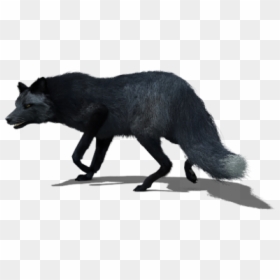 Black Fox Animation, HD Png Download - fox png