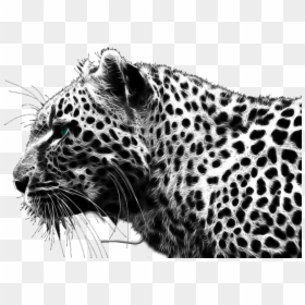 Leopard Black And White, HD Png Download - black png